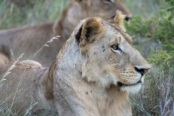 Obraz na płótnie Canvas head of lion looking right in tall grass, Kruger park, South Africa
