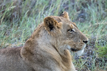 Obraz na płótnie Canvas profile of lion laying in tall grass, Kruger park, South Africa