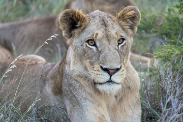 head of lion looking forward in tall grass, Kruger park, South Africa