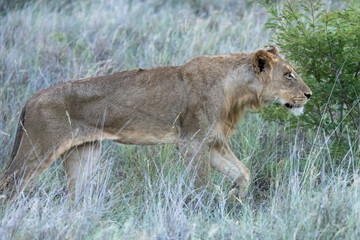 young lion hunting in tall grass, Kruger park, South Africa