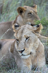 heads of two lions in tall grass, Kruger park, South Africa