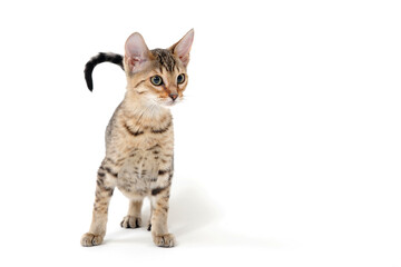 Purebred smooth-haired cat on a white isolated background