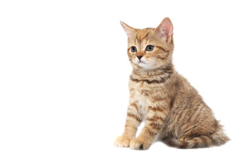 Fototapeta na wymiar ginger striped purebred cat sitting on white isolated background