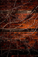 Wild ivy bushes climbing up old european building facade