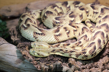 Puffotter / Puff adder / Bitis arietans