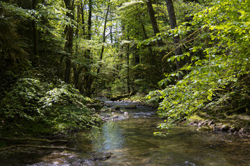 sous-bois avec rivière au printemps. La rivière l'Arvière dans l'Ain coule tranquillement dans...
