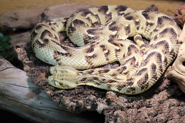 Puffotter / Puff adder / Bitis arietans