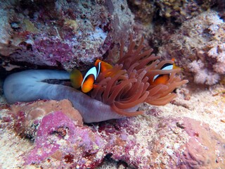Fototapeta na wymiar clown fish at red sea 