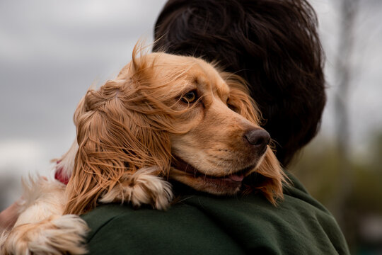 A cocker spaniel with a sad look lies on a man's shoulder and looks somewhere. A brunette man holds a spaniel puppy in his arms.
