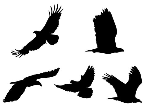 set of flying bird silhouette