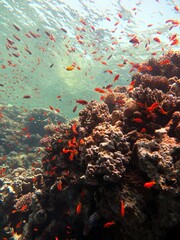 Fototapeta na wymiar red sea fish and coral reef of blue hole dive in Egypt 