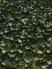 Green water lily leaves on water surface. Nature background
