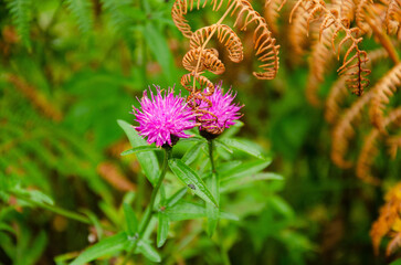 Thistle - Scotland Flower