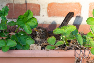 Female blackbird breeding in a balcony box between strawberries