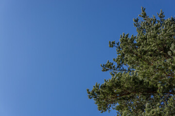 tree in the sky