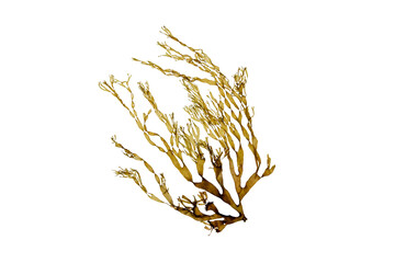 Dictyota brown seaweed branch isolated transparent png. Brown algae.