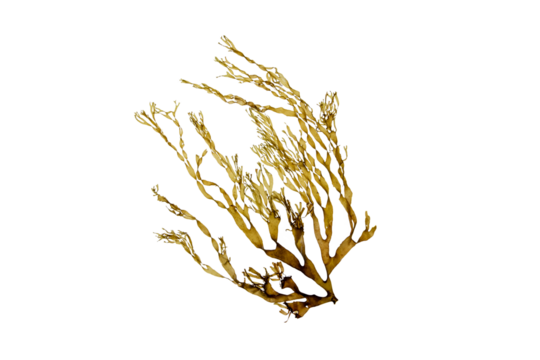 Dictyota brown seaweed branch isolated transparent png. Brown algae.