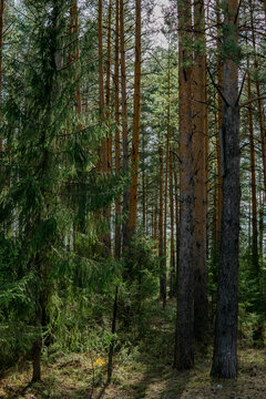 forest in the morning © Алексей Рязанов
