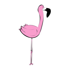 Flamingo