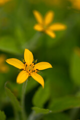 Chrysogonum virginianum (Virginia-Goldkörbchen)
