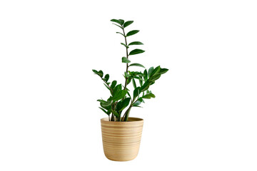 Obraz premium Houseplant Zamioculcas in a flower pot against a white brick wall, isolated on white background. Home plant on white table, closeup