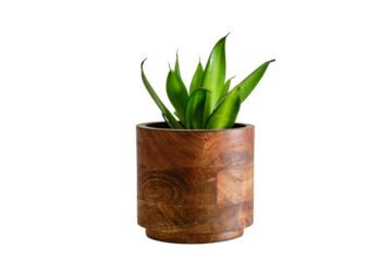 Houseplant Sansevieria Black Dragon in a flower pot against a white brick wall, isolated on white background. Home plant on white table, closeup