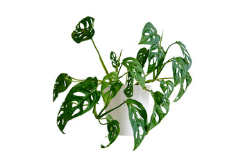 Houseplant Monstera adansonii in a flower pot against a white brick wall, isolated on white background. Home plant on white table, closeup © Андрей Журавлев