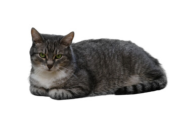Adult gray cat, pet isolated on a white background