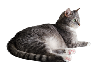 Grey senior cat on the background of a white brick wall, isolated on white background. An adult pet with green eyes is lying on a white table, isolated on white background. Ten year old pet