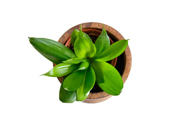 Indoor plant Sansevieria Black Dragon in a flower pot, top view, isolated on white background. Home...