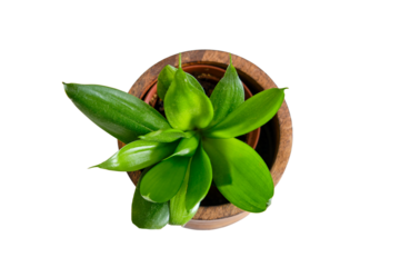 Indoor plant Sansevieria Black Dragon in a flower pot, top view, isolated on white background. Home plant on white table, closeup