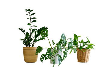 Houseplant Zamioculcas in a flower pot against a white brick wall, isolated on white background. Home plant monstera on white table, closeup