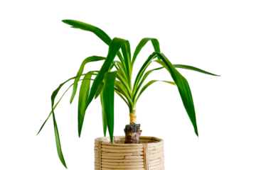 Houseplant Yucca in a flower pot against a white brick wall, isolated on white background. Home plant on white table, closeup