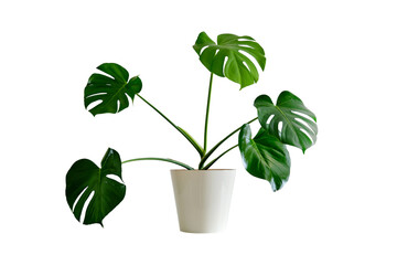 Houseplant Monstera deliciosa in a flower pot against a white brick wall, isolated on white...