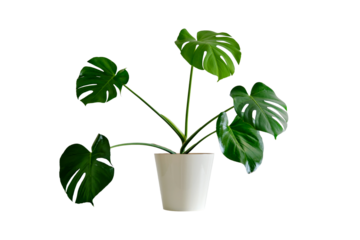 Houseplant Monstera deliciosa in a flower pot against a white brick wall, isolated on white background. Home plant on white table, closeup