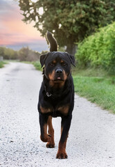 rottweiler in nature