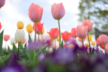 日本　自然風景　チューリップ