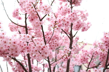 日本　自然風景　桜