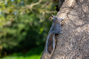 A grey squirrel perched on a tree trunk in the spring sunshine