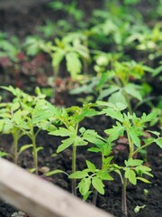 Food green background.The concept of growing vegetables and herbs for food.Side view of tomato seedlings in a greenhouse.