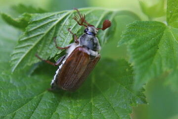  may bug on leaf