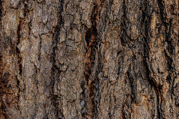 bark of a tree