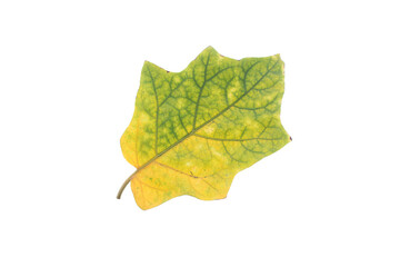 yellow leaves isolated on white background