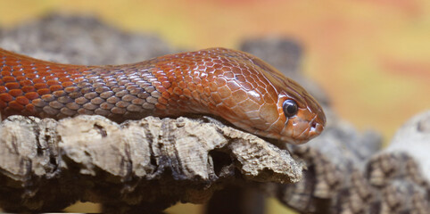 Rote Speikobra / Red spitting cobra / Naja pallida