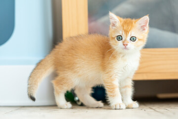 a yellow cute cat playing