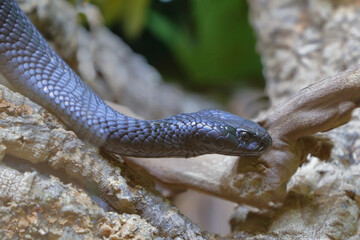 Schwarze Speikobra / Black spitting cobra / Naja nigricincta woodi