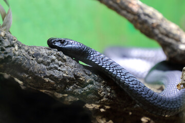 Schwarze Speikobra / Black spitting cobra / Naja nigricincta woodi