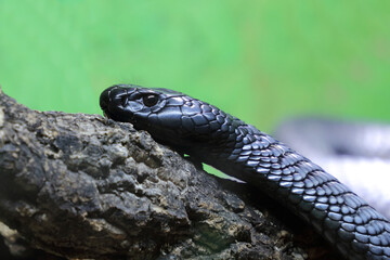Schwarze Speikobra / Black spitting cobra / Naja nigricincta woodi