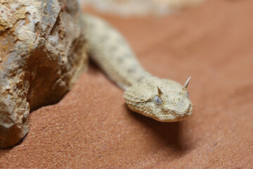 Wüsten-Hornviper / Saharan horned viper / Cerastes cerastes
