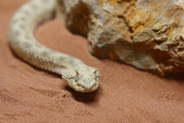 Wüsten-Hornviper / Saharan horned viper / Cerastes cerastes